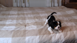 Cinematographer Alex Linden, FSF — Agria 